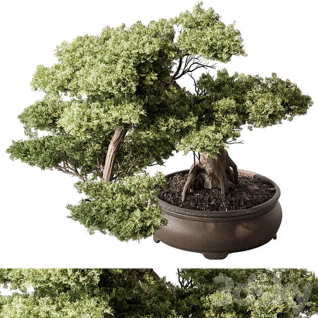 indoor Plant 584 Bonsai Plant