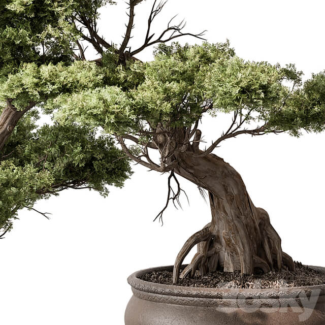 indoor Plant 584 Bonsai Plant