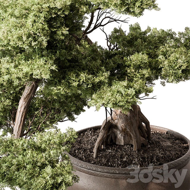 indoor Plant 584 Bonsai Plant