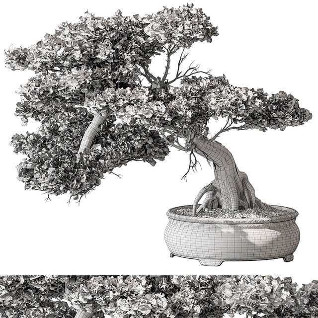 indoor Plant 584 Bonsai Plant