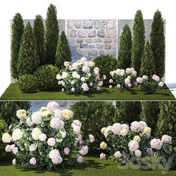 Plant collection 1377 
