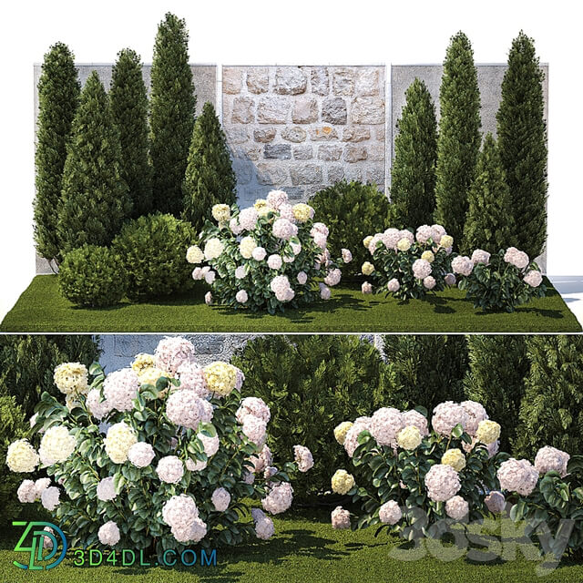 Plant collection 1377