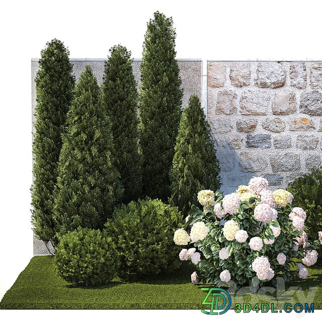 Plant collection 1377