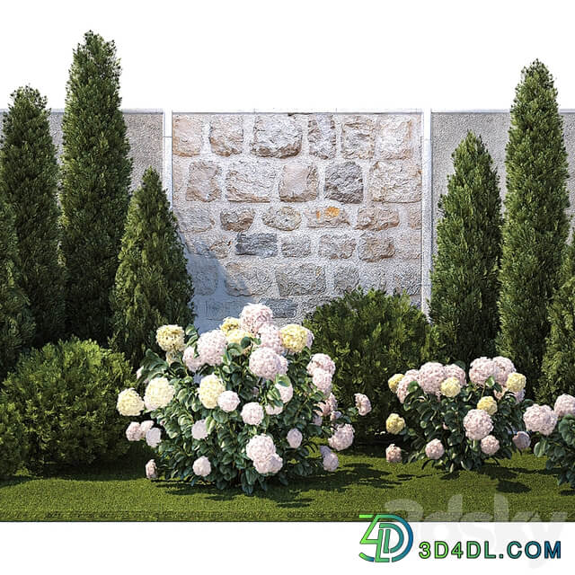 Plant collection 1377