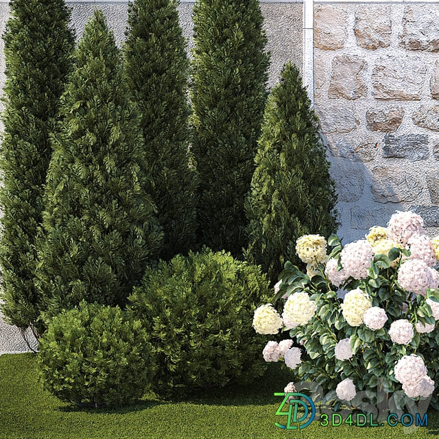 Plant collection 1377
