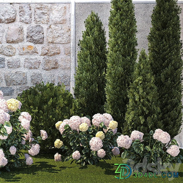 Plant collection 1377