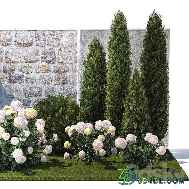 Plant collection 1377