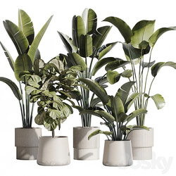 indoor plant set 75 