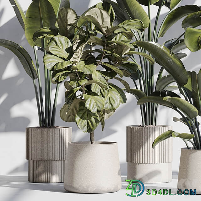indoor plant set 75