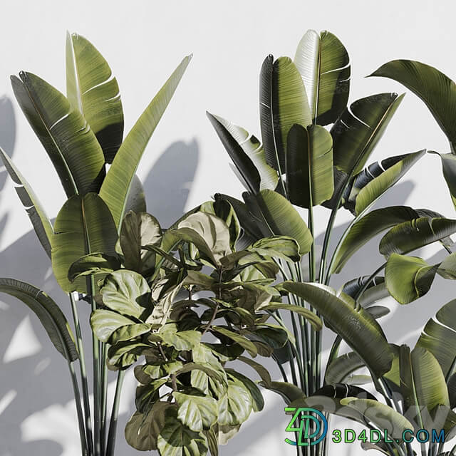 indoor plant set 75