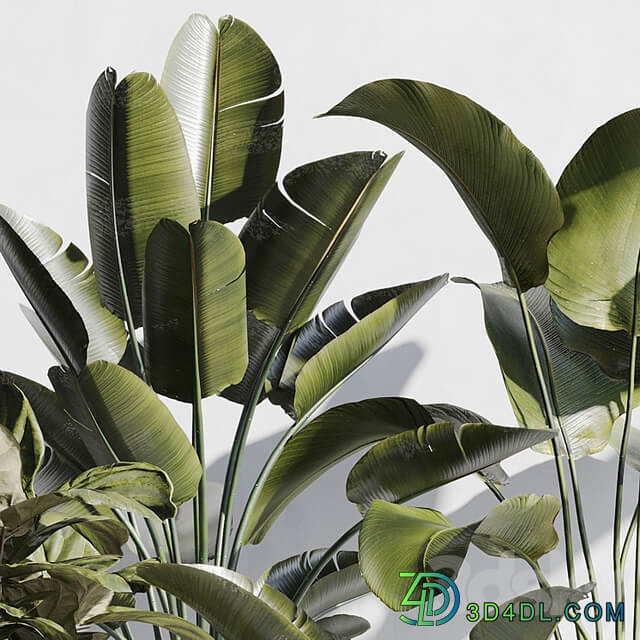 indoor plant set 75