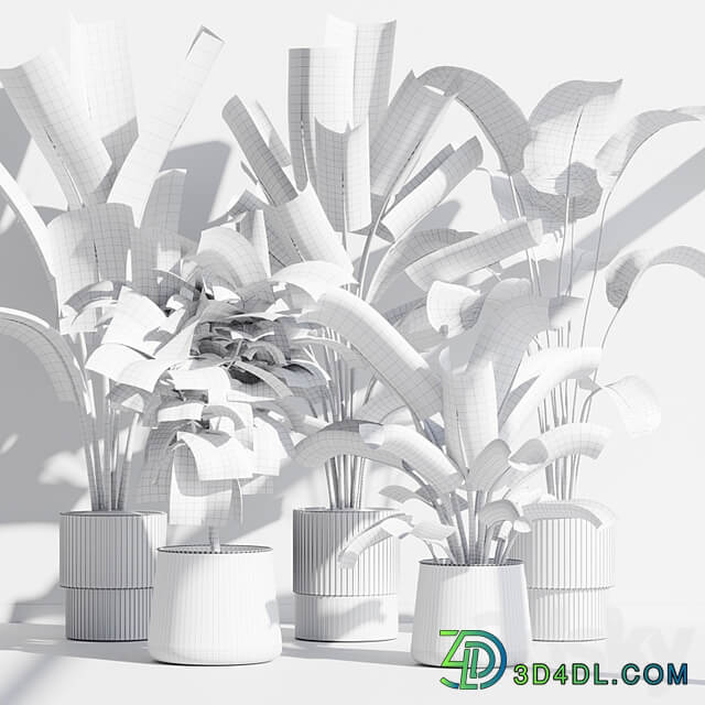 indoor plant set 75