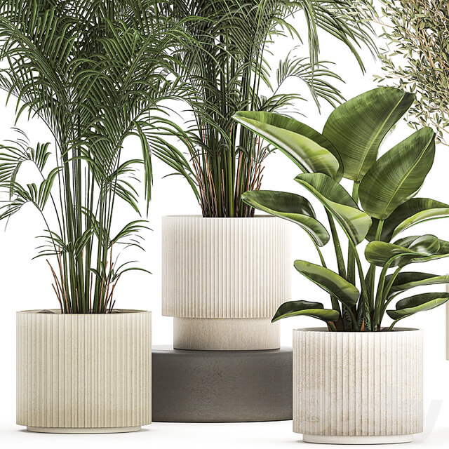 Plant collection 1380