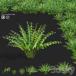 Kupena flowers | Polygonatum 