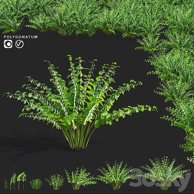 Kupena flowers | Polygonatum