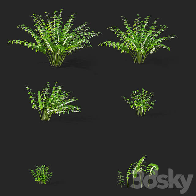 Kupena flowers | Polygonatum