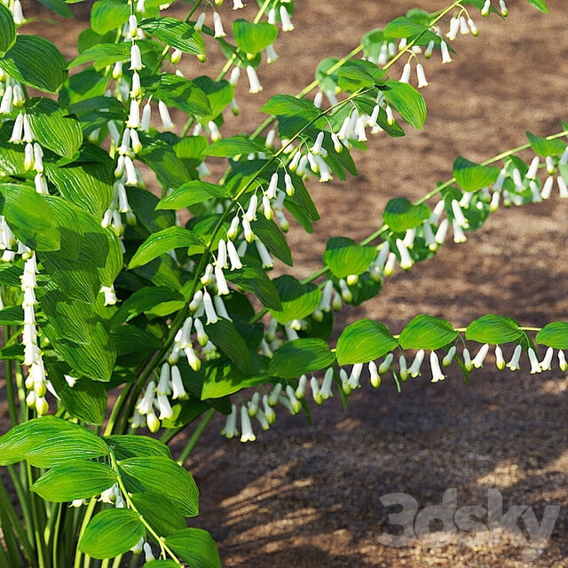 Kupena flowers | Polygonatum