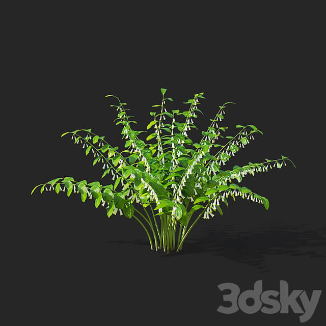 Kupena flowers | Polygonatum