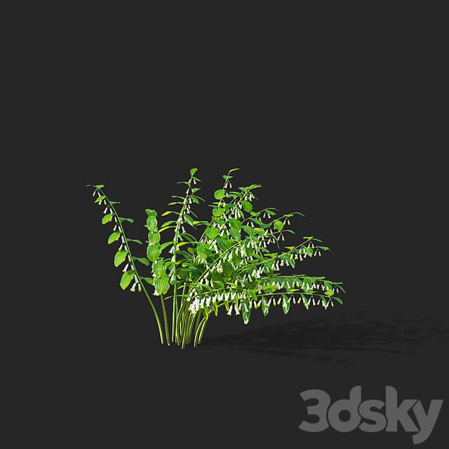 Kupena flowers | Polygonatum
