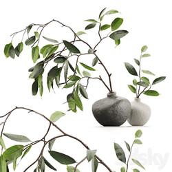 Branches in vases 
