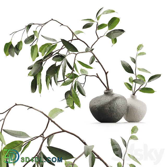 Branches in vases
