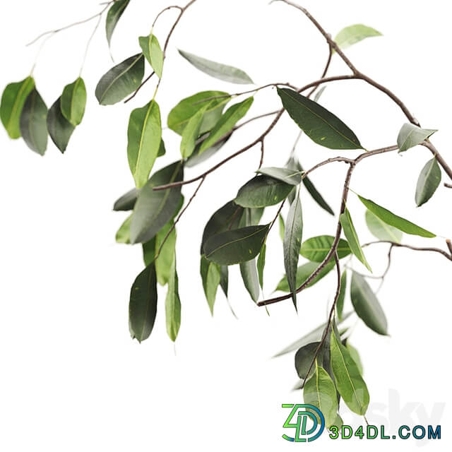 Branches in vases