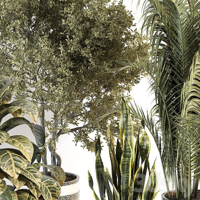 indoor plant 02