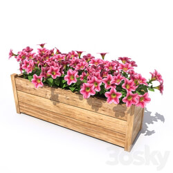 Petunia 3D Models 