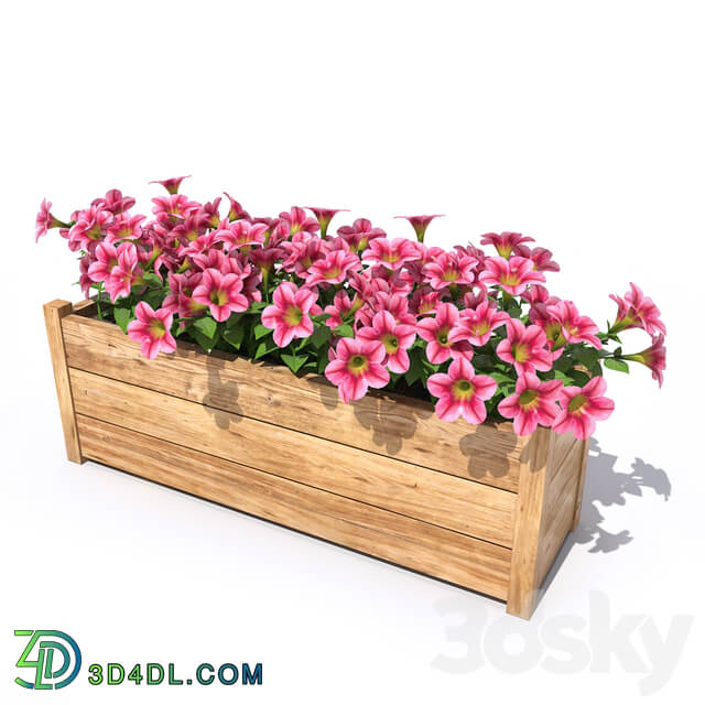 Petunia 3D Models