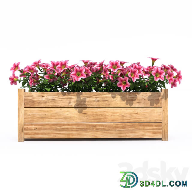 Petunia 3D Models
