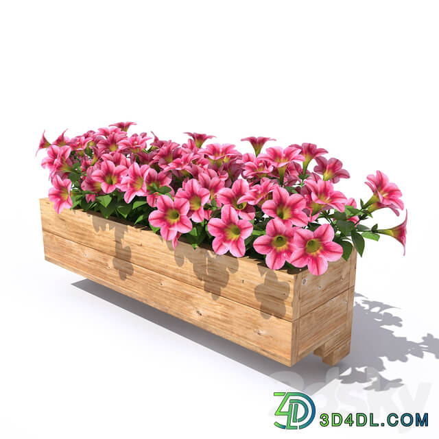 Petunia 3D Models