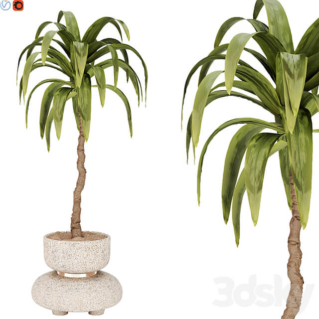 indoor plant 38