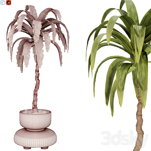 indoor plant 38