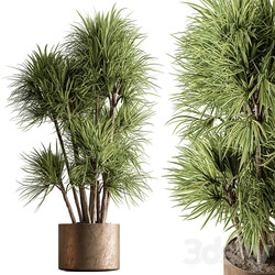 Indoor Plant 609 Yuka Plants 