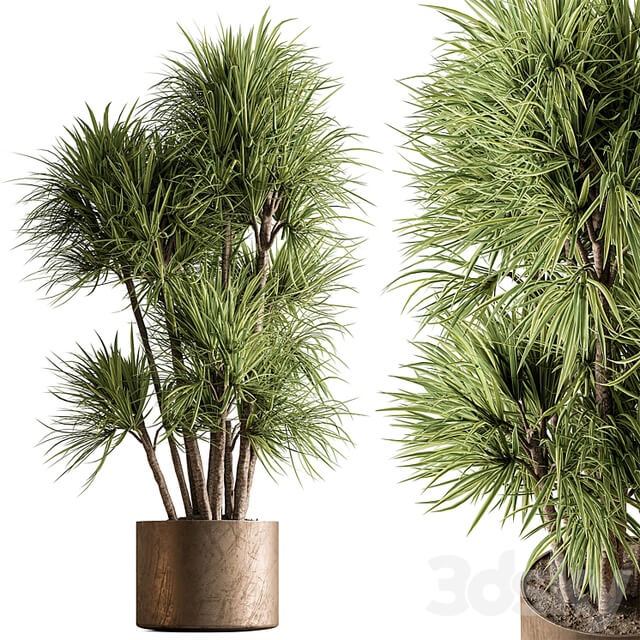 Indoor Plant 609 Yuka Plants