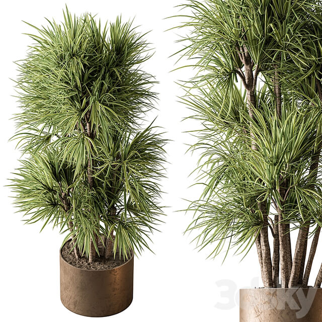 Indoor Plant 609 Yuka Plants
