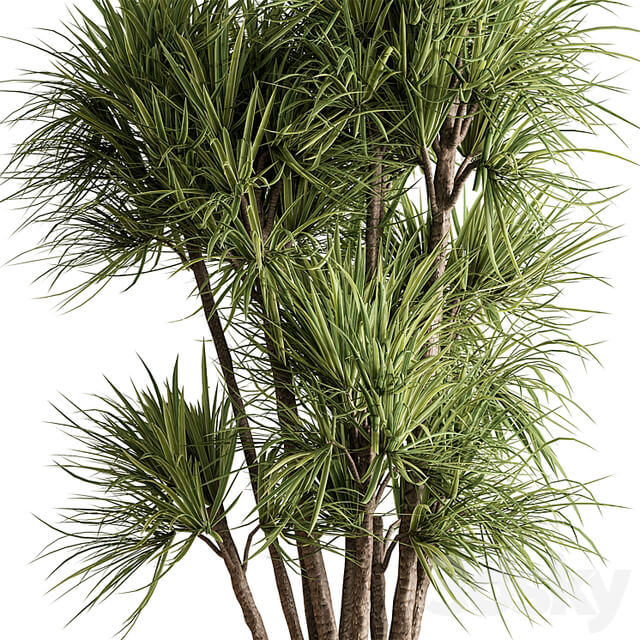Indoor Plant 609 Yuka Plants