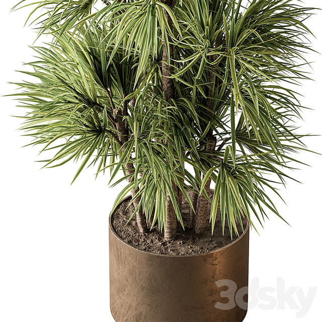 Indoor Plant 609 Yuka Plants