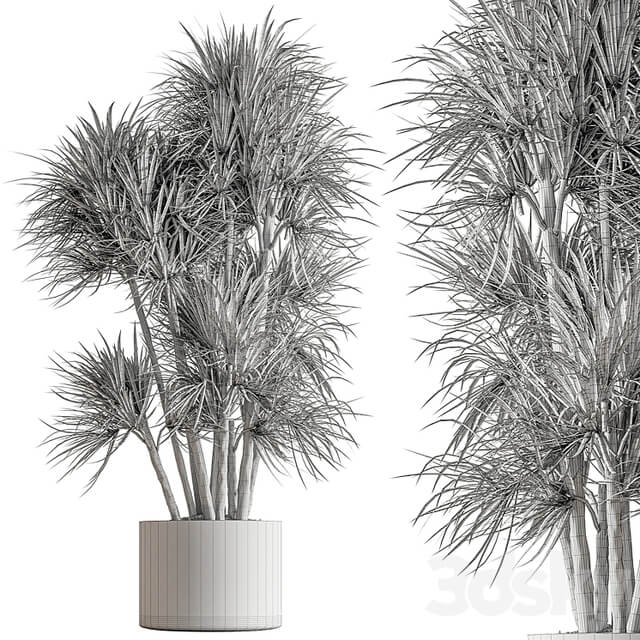 Indoor Plant 609 Yuka Plants