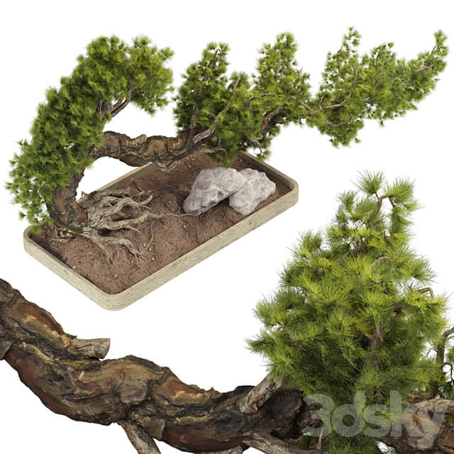 Bonsai Tree 229