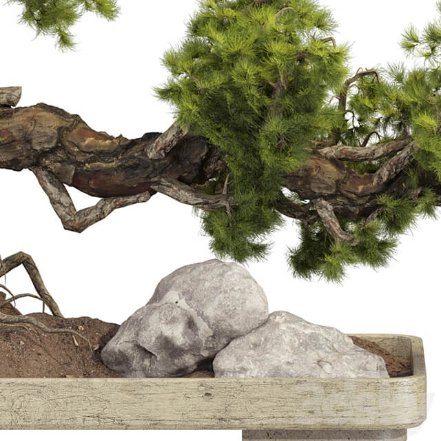 Bonsai Tree 229