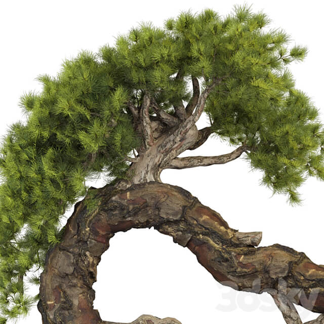 Bonsai Tree 229
