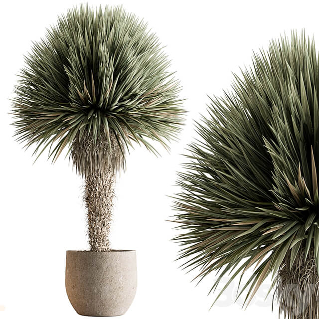 Outdoor Plants 577 Yuka Tree