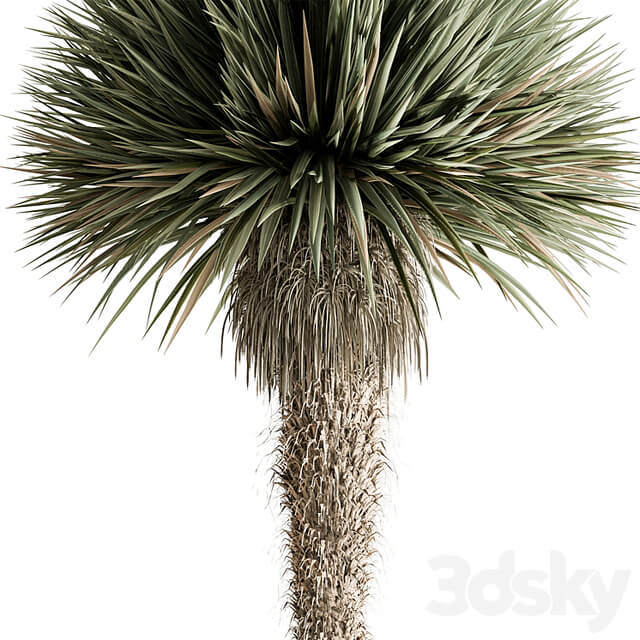 Outdoor Plants 577 Yuka Tree