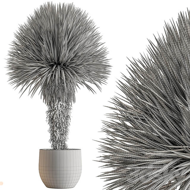 Outdoor Plants 577 Yuka Tree