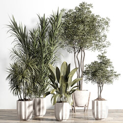 indoor plant set 60 