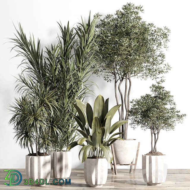 indoor plant set 60
