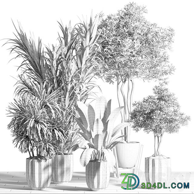 indoor plant set 60