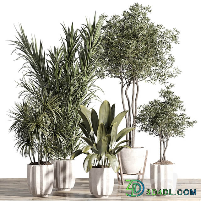 indoor plant set 60