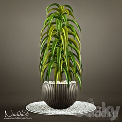 Pot Plant 1 3D Models 